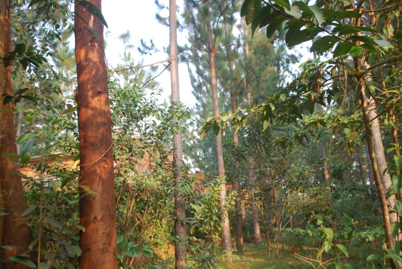 Saltek Forest Cottages Masindi Eksteriør billede